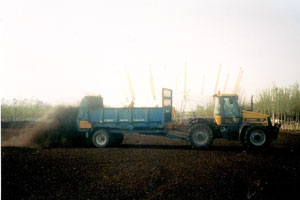 Spreading compost at the Millennium Dome 1999
